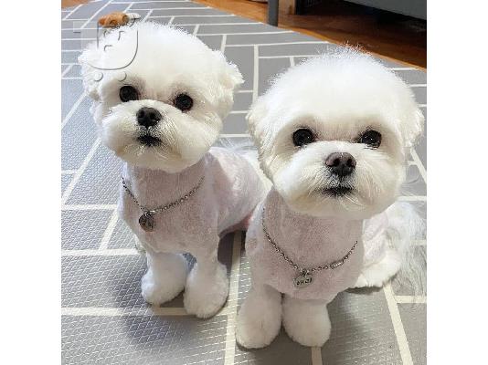 Maltese Puppies